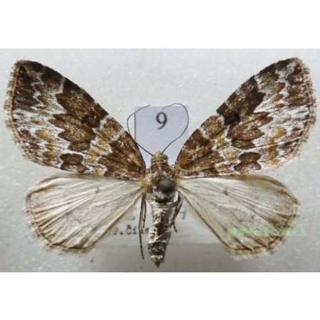 Electrophaes corylata (Thunberg, 1792) Czech9